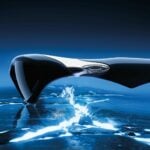 Oakley MUZM Scar OO9526 Kính Mát - Chính Hãng